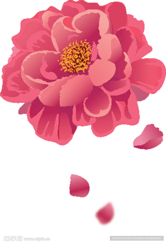 牡丹花