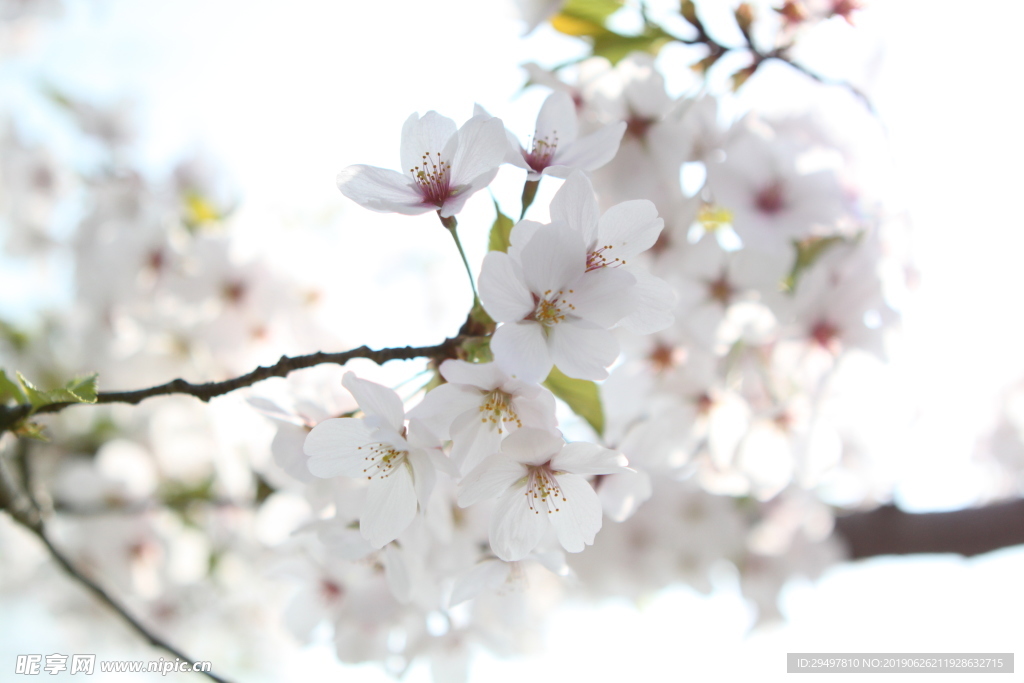 樱花