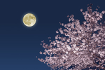 明月樱花
