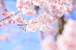樱花局部