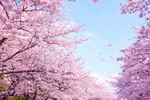 樱花林
