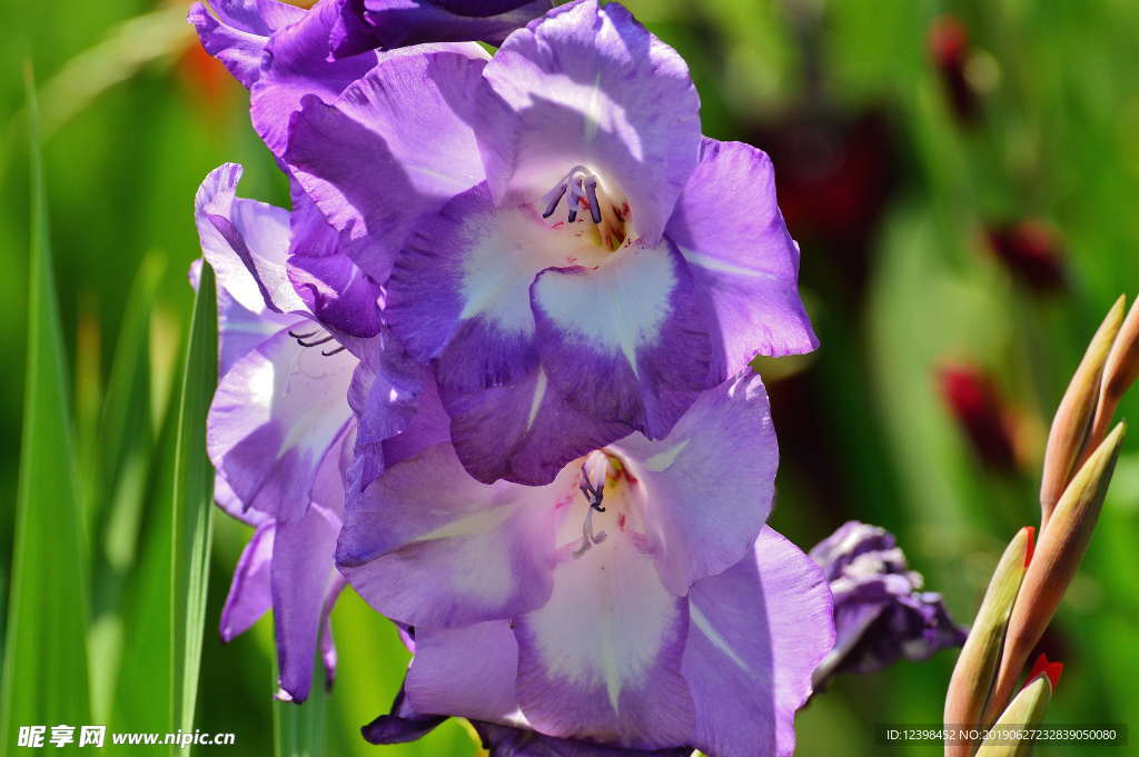 菖蒲花