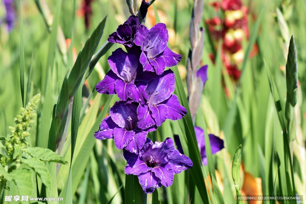 菖蒲花
