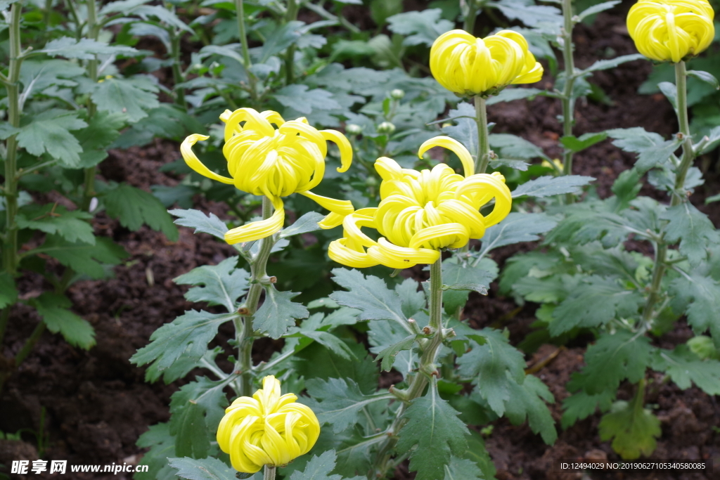 菊花