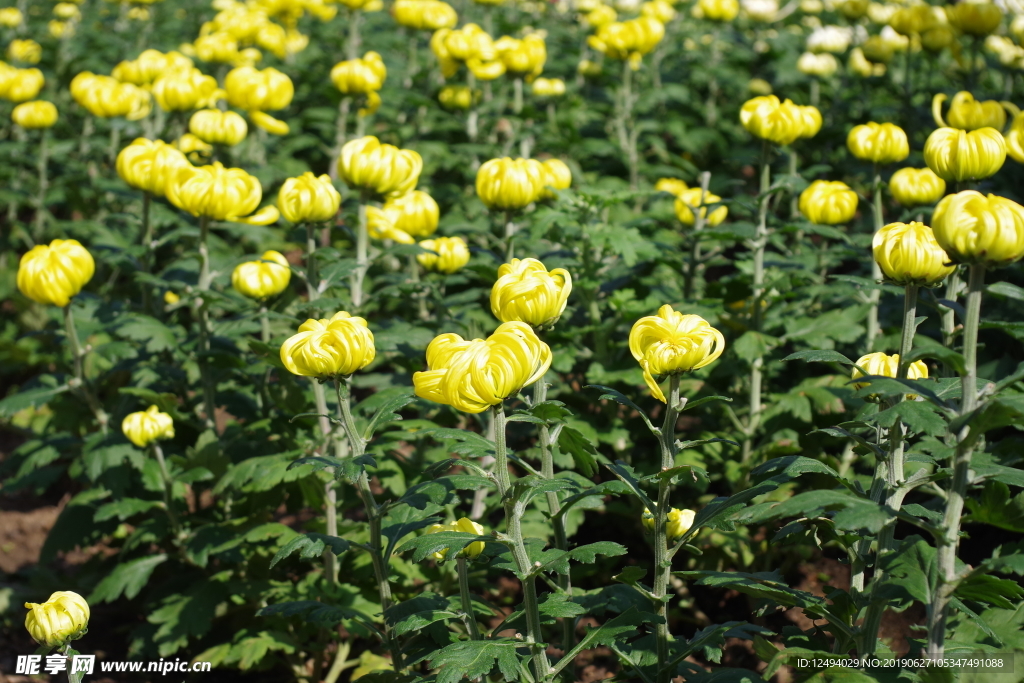 菊花