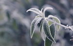 植物霜叶