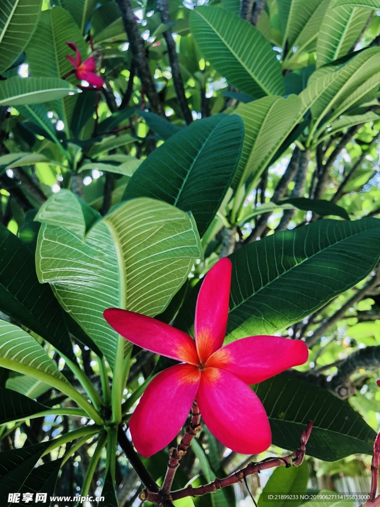 鸡蛋花