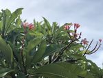 鸡蛋花