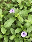紫色小花