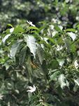 风车茉莉
