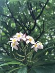 鸡蛋花
