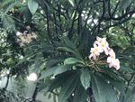 鸡蛋花