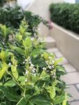 植物