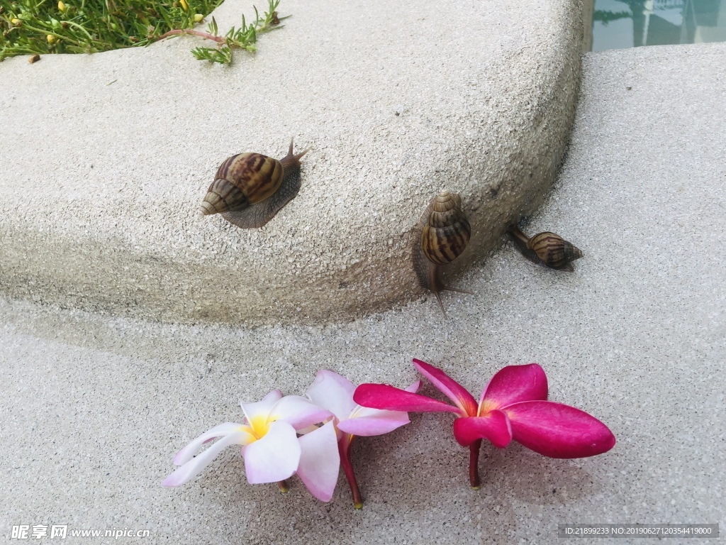 鸡蛋花与蜗牛