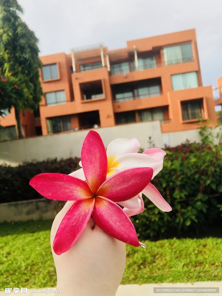 鸡蛋花