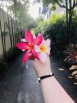 鸡蛋花