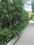 道路