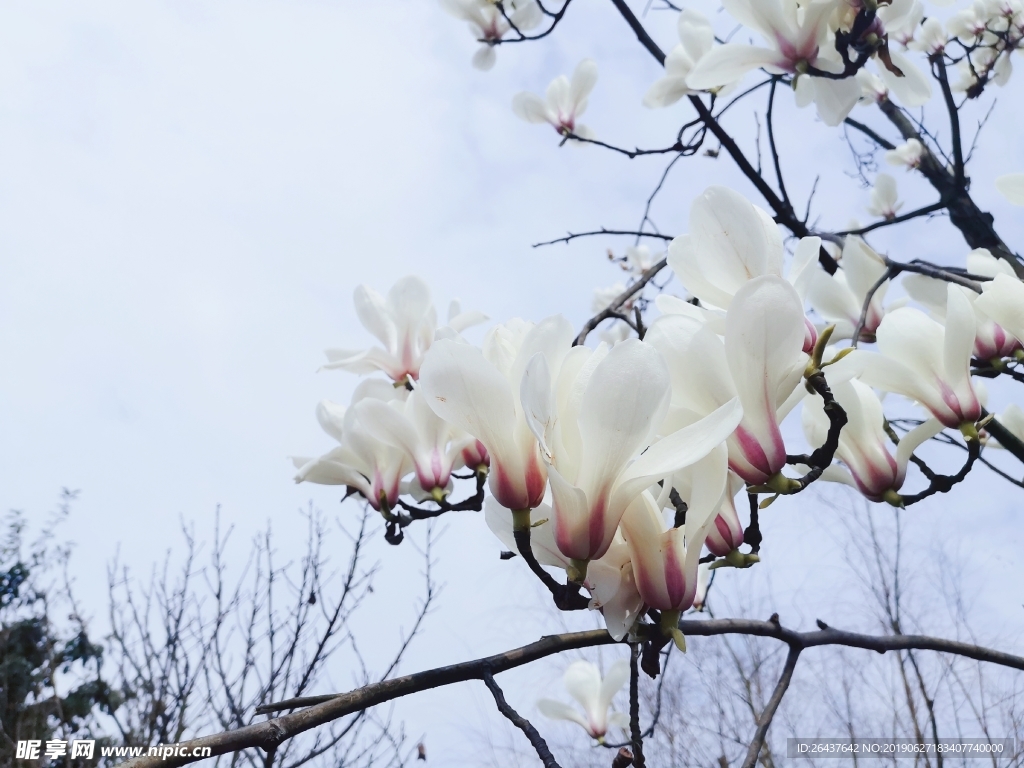 玉兰花