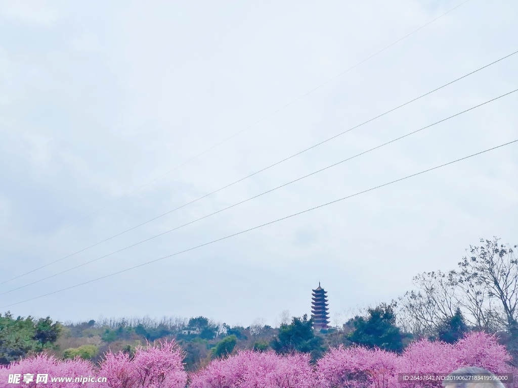 重庆照母山梅林