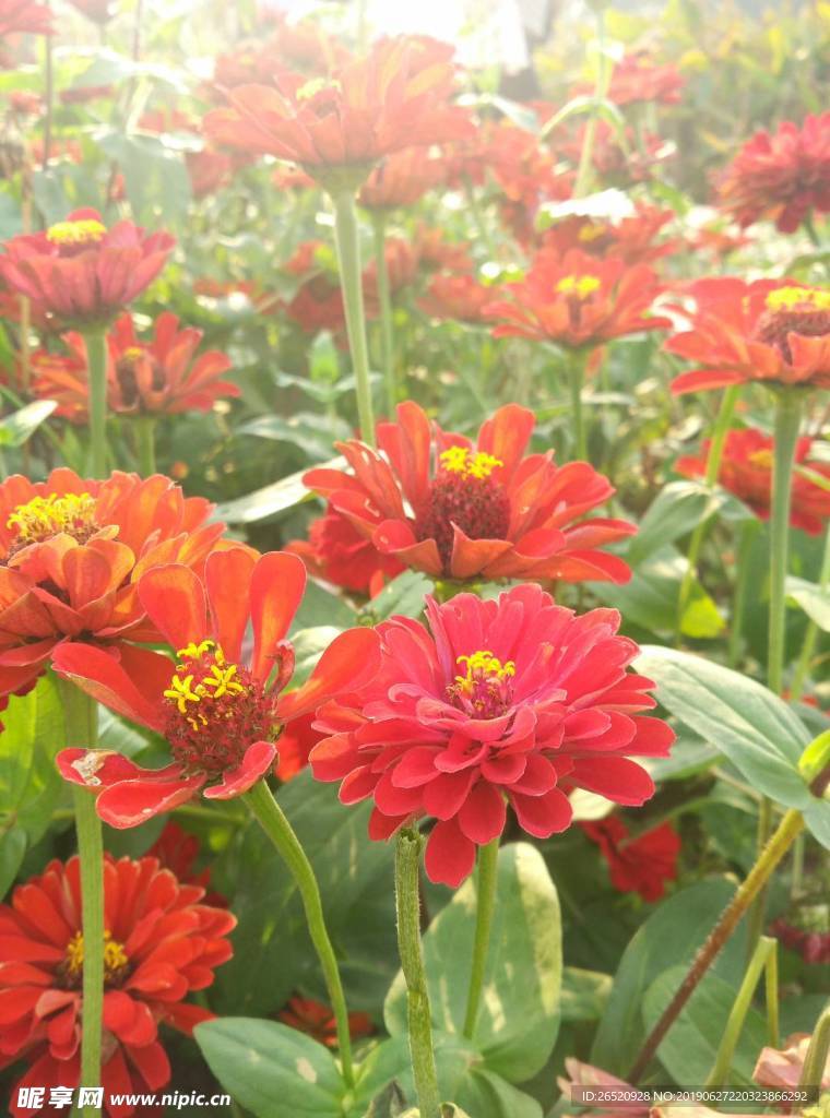 花