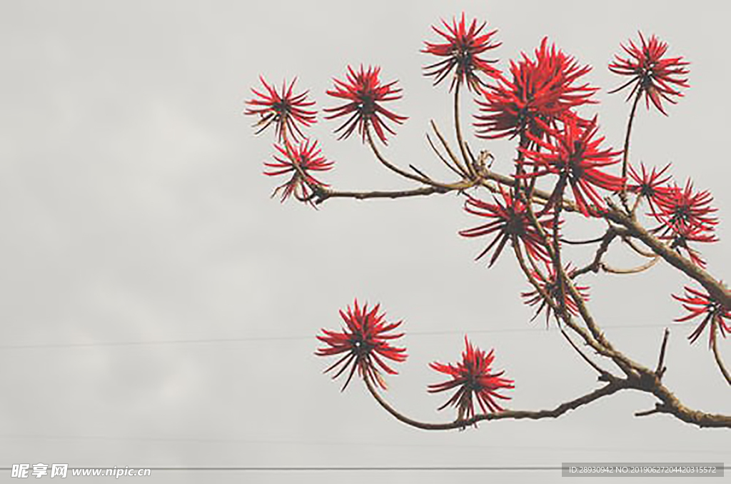 树