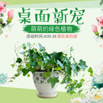 小清新绿色植物办公室盆栽简约