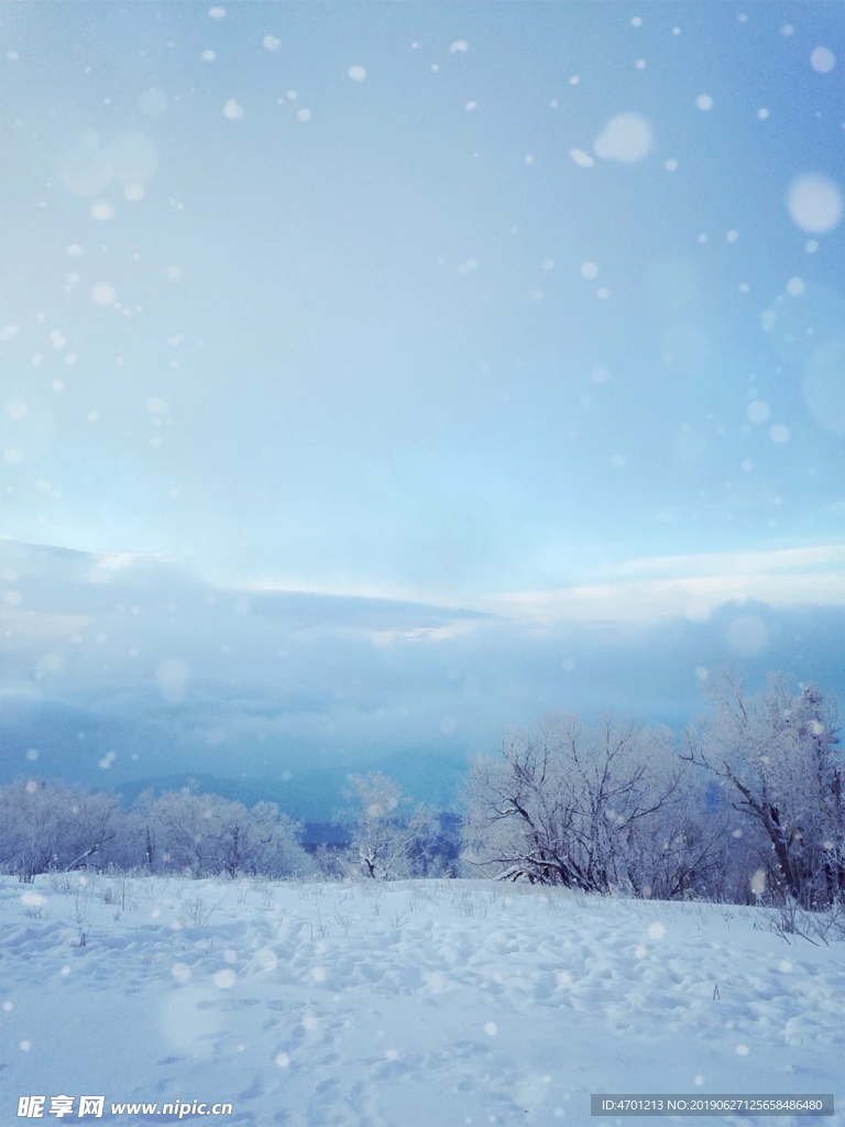 雪乡山顶清晨的雪松