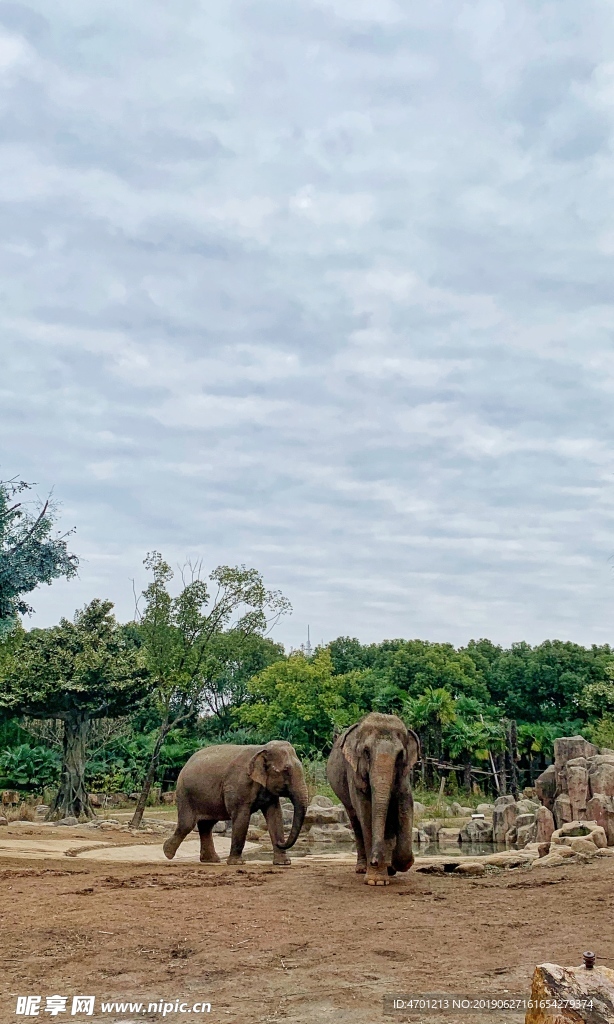 两只非洲大象在动物园蓝天白云