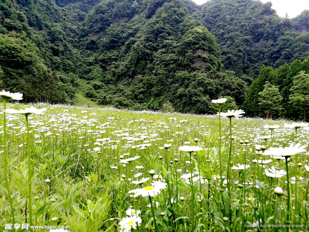 毛茛花（菊科）