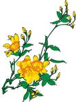 金丝桃花