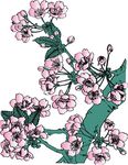 樱花