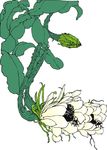 昙花