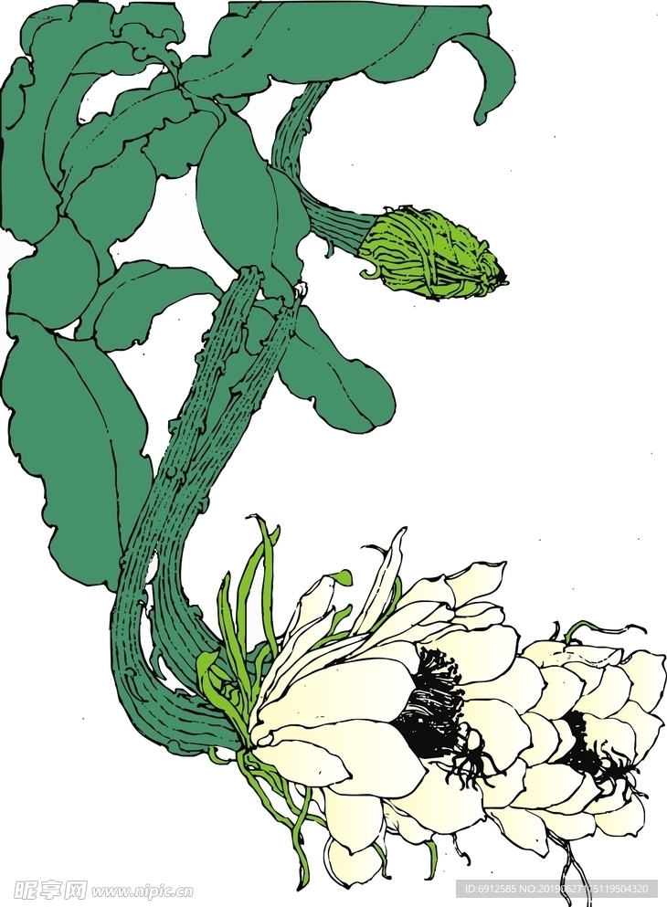 昙花