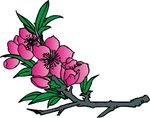 桃花