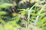 小树