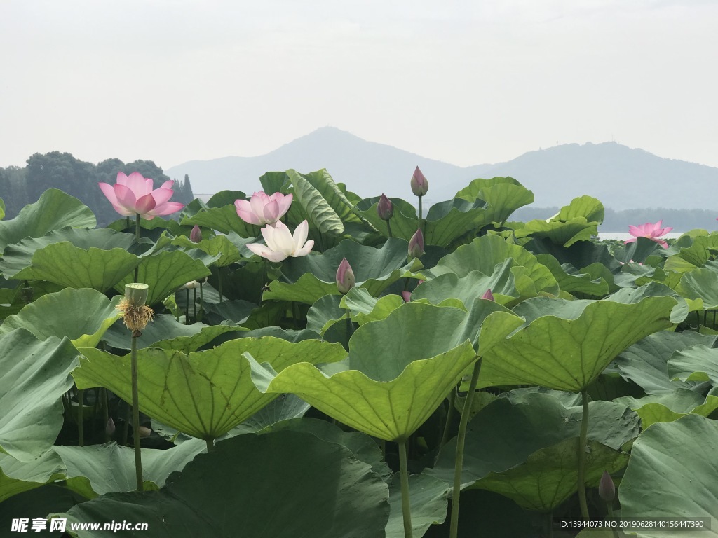 南京玄武湖荷花摄影