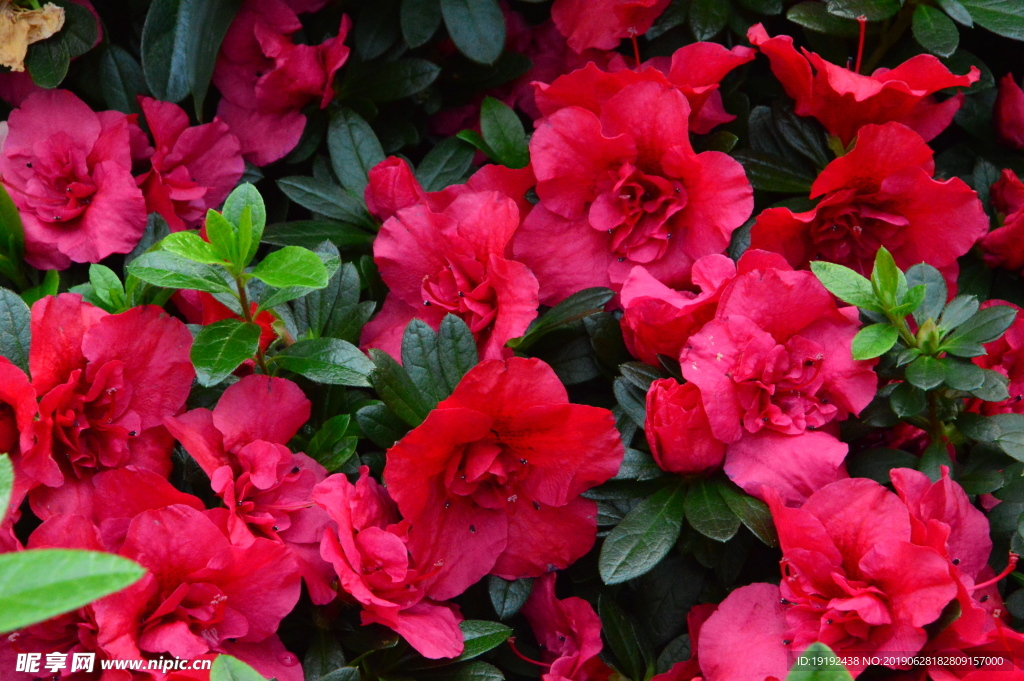 杜鹃花