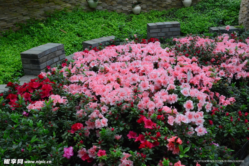 杜鹃花