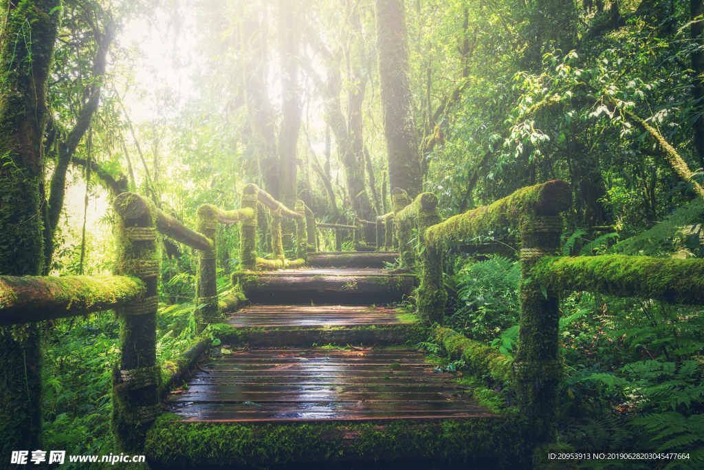 森林里的木桥