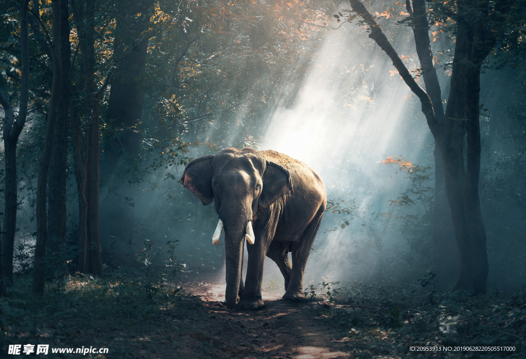 树林里的大象