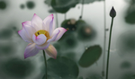 荷花摄影图
