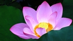 荷花摄影图