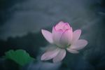 荷花摄影图