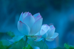 荷花摄影图