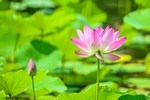 荷花摄影图