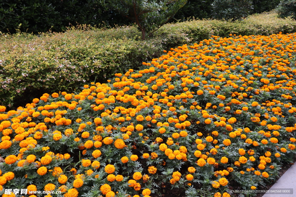 橘黄色花满地花花海图片元素