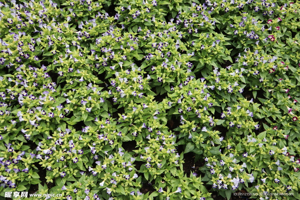 绿植草坪美丽的花公园植物