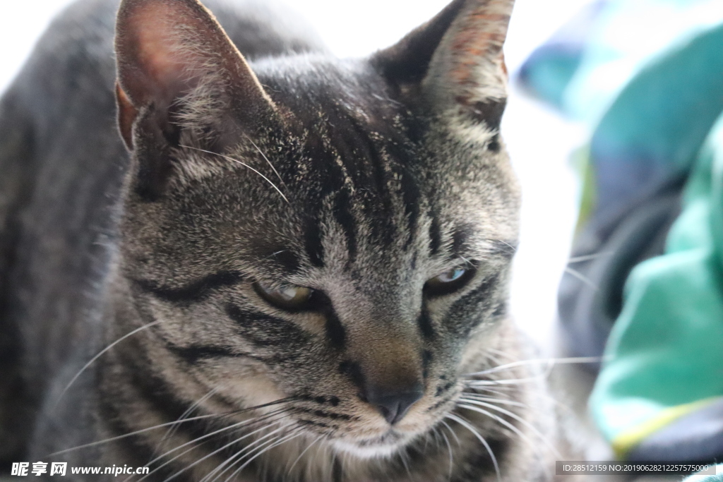 家养猫狸花猫宠物猫