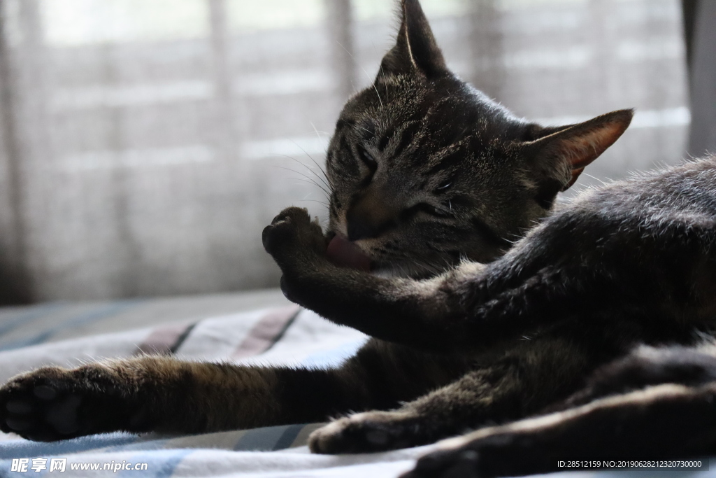 家养猫狸花猫宠物猫