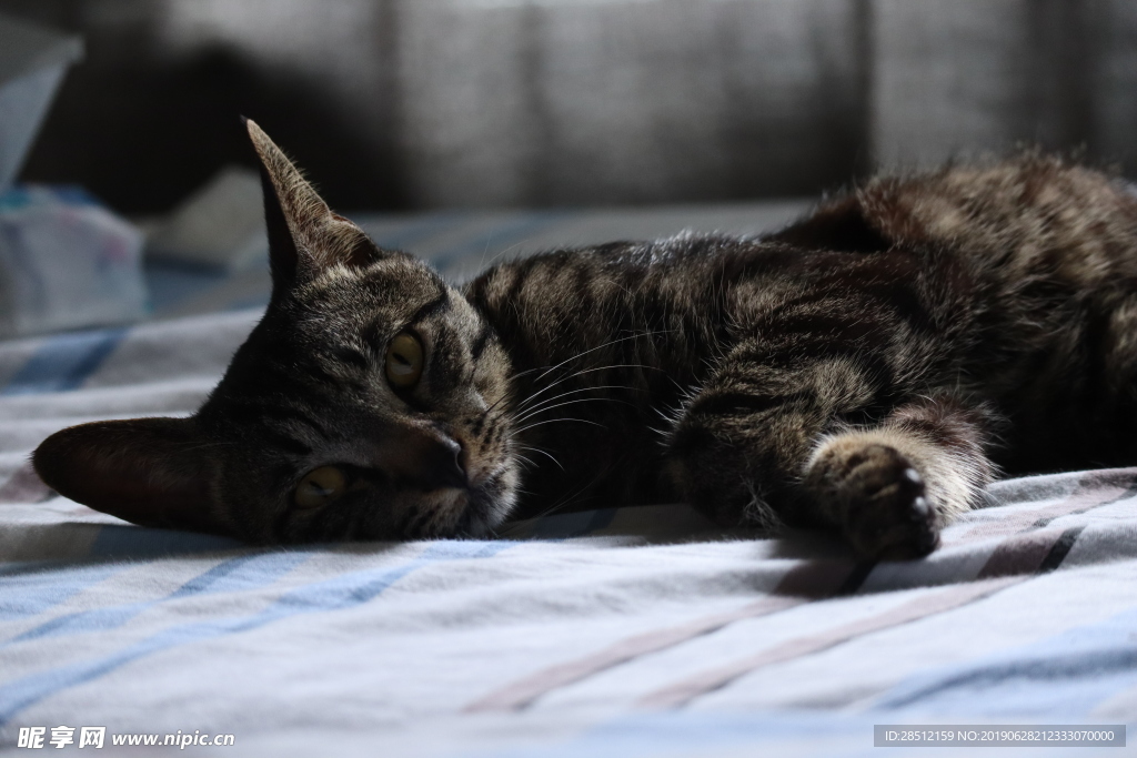 宠物猫咪萌萌哒狸花猫家养猫